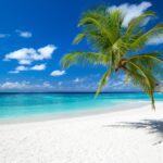 tropical paradise beach with white sand and coco palms travel tourism background concept
